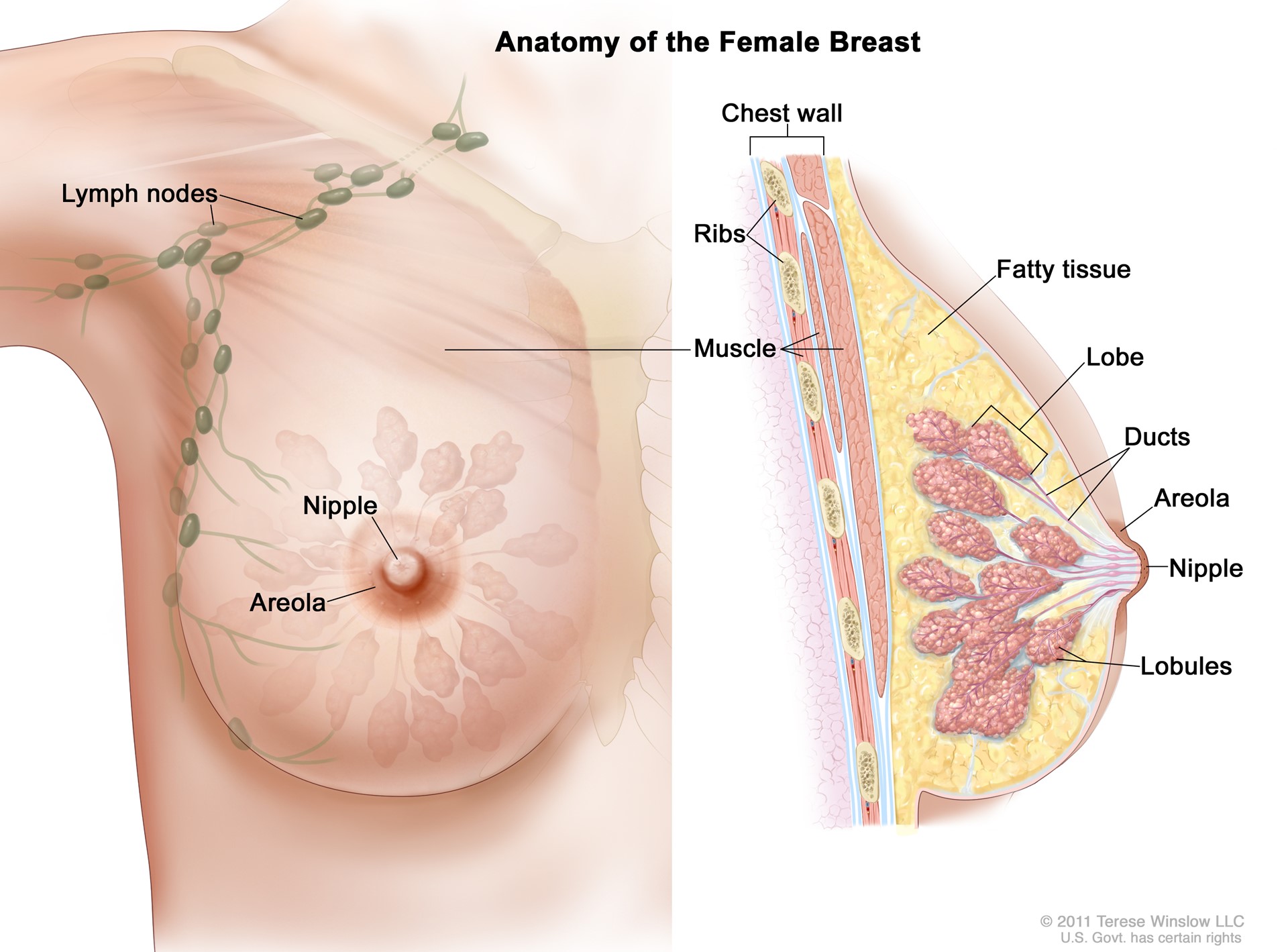 11 Breast Anatomy